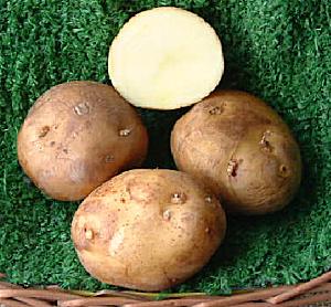 Carlita - � Dundry Nurseries & Garden Centre