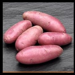 Cecile - � Dundry Nurseries & Garden Centre