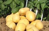 Chopin - � Dundry Nurseries & Garden Centre