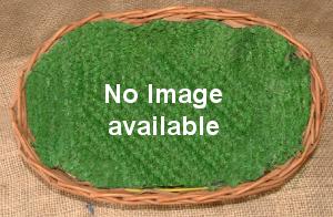 Latona - � Dundry Nurseries & Garden Centre