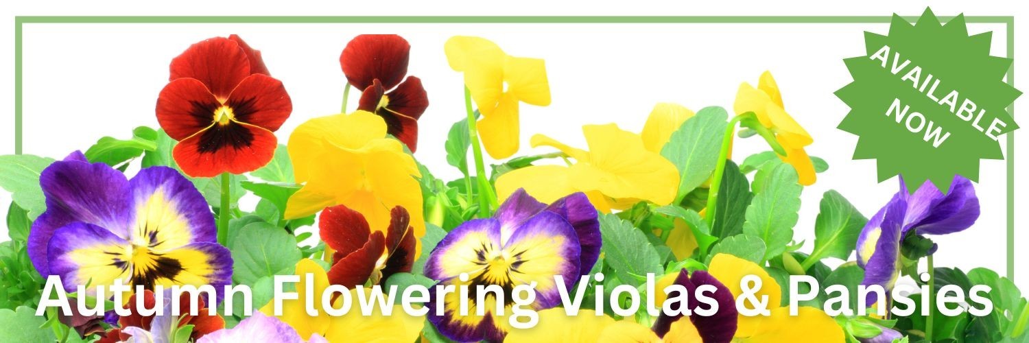 Dundry Nurseries - a family run garden centre and nursery in Gloucestershire