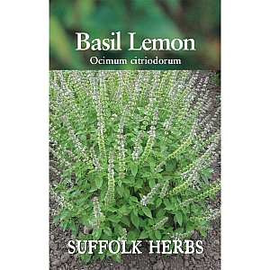 Basil - Lemon