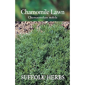 Chamomile Lawn