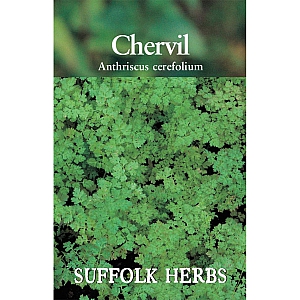 Chervil