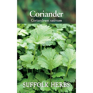 Coriander