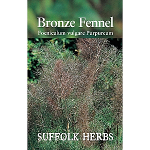 Fennel - Bronze