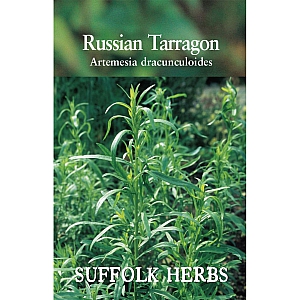 Russian Tarragon