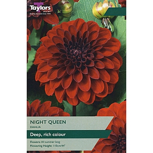 Night Queen Dahlia