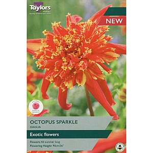 Octopus Sparkle Dahlia