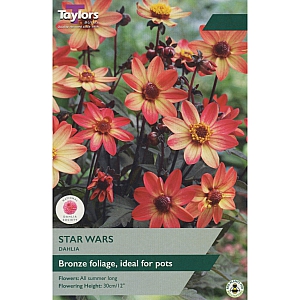 Star Wars Dahlia