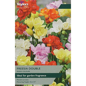 Freesia Mixed Double
