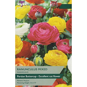 Ranunculus Mixed