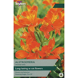 Alstroemeria Orange King