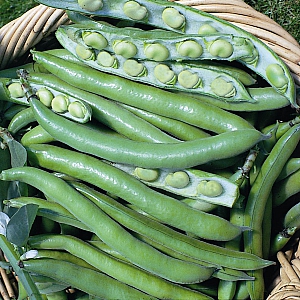 Broad Bean Bunyards Exhibition