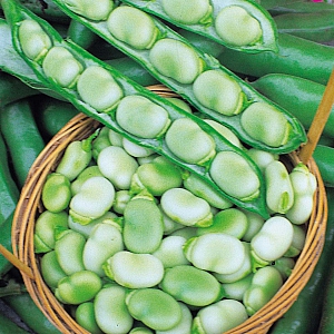 Broad Bean Masterpiece Green Longpod