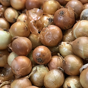 Stuttgarter Giant Onion Sets