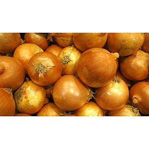 Yellow Moon Shallots