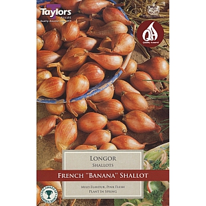 Longor Shallots