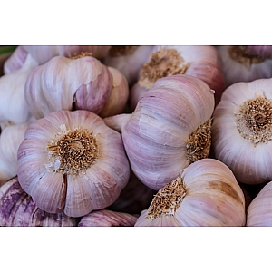 Edenrose Garlic