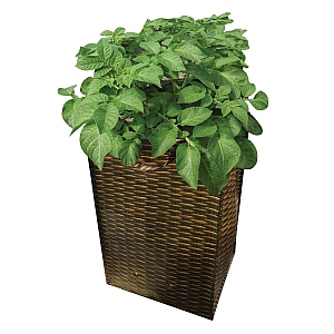 Potato Growing Bag