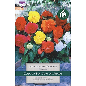 Begonia Double Mix Corms
