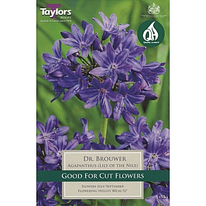 Agapanthus Dr. Brouwer