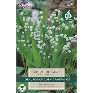 Lily Of The Valley