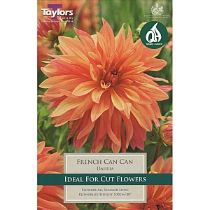 French Can Can Dahlia