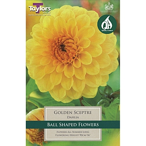 Golden Sceptre Dahlia