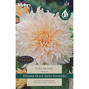 Cafe Au Lait Dahlia