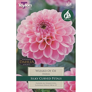 Wizard Of Oz Dahlia