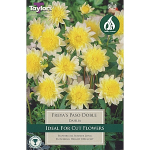 Freya`s Paso Doble Dahlia