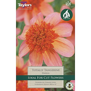 Totally Tangerine Dahlia