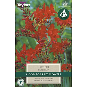 Crocosmia Lucifer