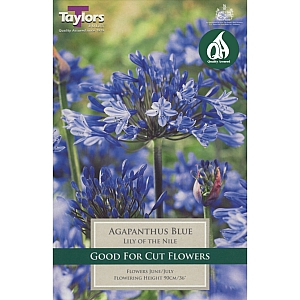 Agapanthus Blue