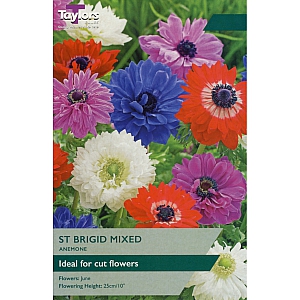 Anemone St. Brigid Mixed