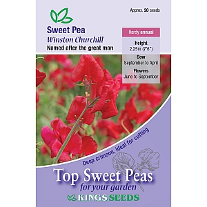 Winston Churchill Sweet Pea