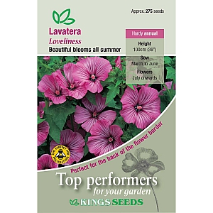 Lavatera Loveliness