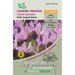 Lavender stoechas French Lavender
