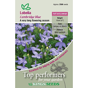 Lobelia Cambridge Blue