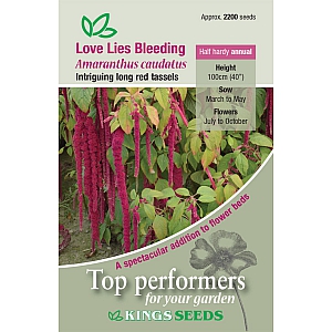 Love Lies Bleeding