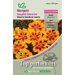 Marigold Naughty Marietta