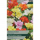 view Freesia Mixed Double details