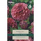 view Marble Ball Dahlia details