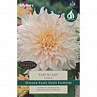 view Cafe Au Lait Dahlia details