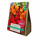 view Tropical Garden Collection details