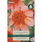 view Totally Tangerine Dahlia details