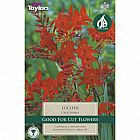 view Crocosmia Lucifer details