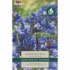 view Agapanthus Blue details