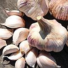 view Rose Wight Garlic details